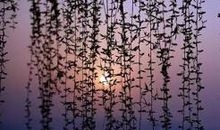 看了让人心静的句子