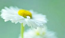 人生感悟的句子简短的:人生的冷暖取决于心灵的温度