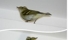 麻雀饮河水的歇后语