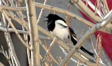 洞庭湖的麻雀歇后语