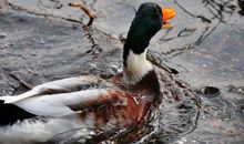 和麻雀有关的歇后语