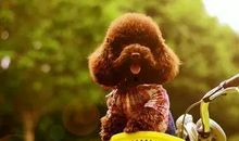 描写泰迪狗的句子