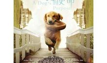 一条狗的使命经典台词