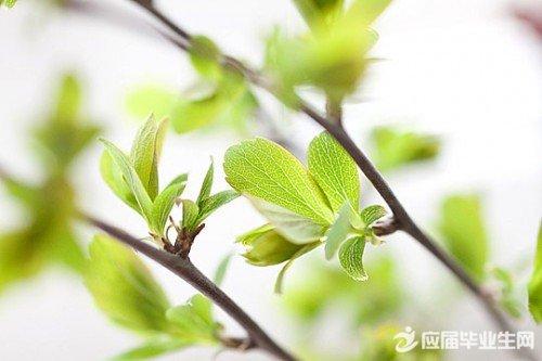 描述植物的隐喻句子