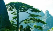 千年松树六月芭蕉歇后语