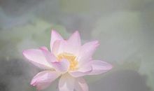 淡定从容的经典语录