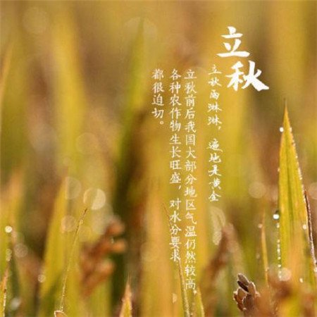 美丽的文学婚礼愿望