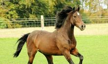 有关马的英语谚语