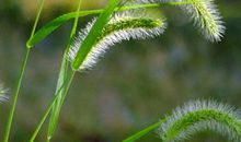 描写狗尾巴草的句子