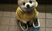 乌狗吃食白狗挡灾歇后语