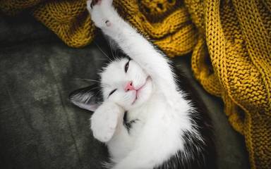 猫的句子