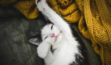 描写小猫的句子大全