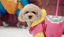 狗头上长角歇后语