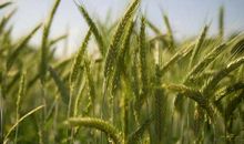 形容农业的谚语