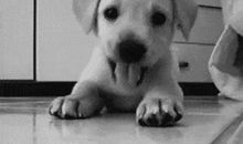 狗吃麦苗歇后语