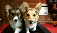 见狗扔骨头歇后语