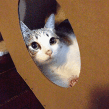 猫的隐喻