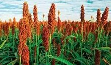 秋天高粱比喻句