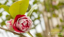 花儿开了比喻句