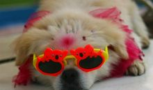 狗吃豆腐脑歇后语