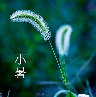 与植物有关的谚语