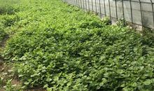 烈日炎炎造句大全