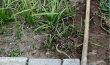 有关物候的谚语