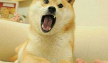 狗掀门帘子歇后语