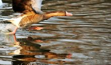 大雁东南飞歇后语