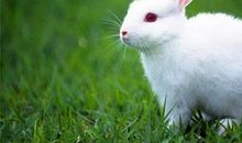 兔子歇后语大全