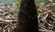 春笋破土歇后语