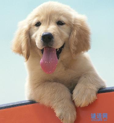 与狗过敏的话
