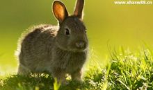 牛追兔子歇后语