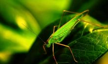 秋后的蚂蚱歇后语