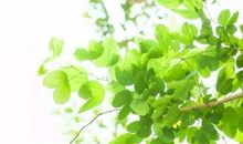 小暑节气的谚语