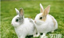 兔子群里一只象歇后语
