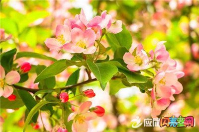 花的平行句子