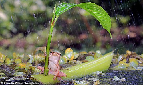 描述倾盆大雨的句子