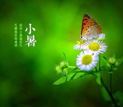 小树谚语