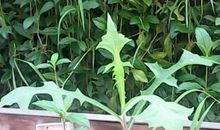 搂草打兔子歇后语