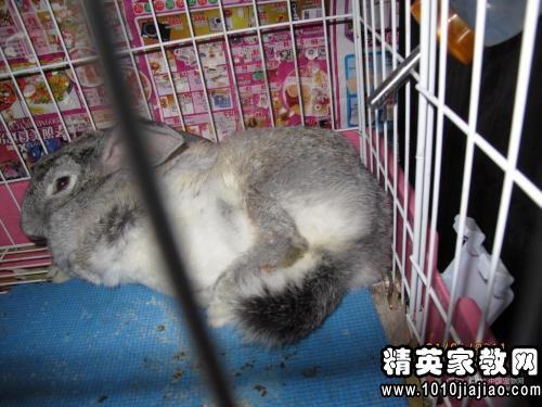 兔子踩鹰过敏