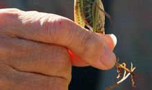 秋后蚂蚱歇后语