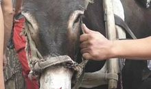 狗咬尿泡歇后语