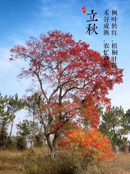 立秋的判决