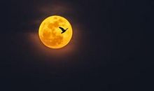 月亮比喻句大全