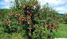 关于农村栽种的谚语