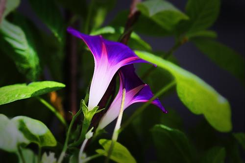 春季植物比喻