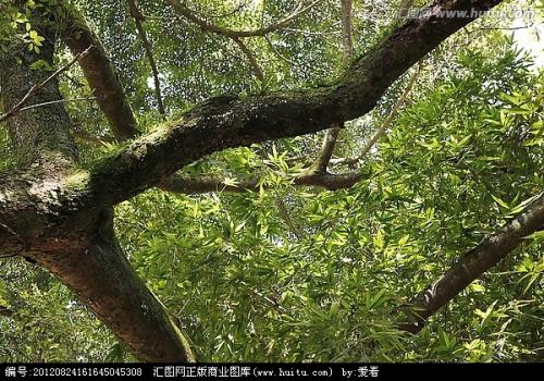 榕树隐喻