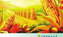 霜降的节气谚语