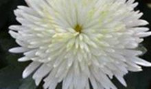 哀悼亲人去世的句子